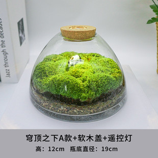 2u8k青苔苔藓植物瓶闷养景观微景观微观生态瓶微缩盆栽盆景造景成