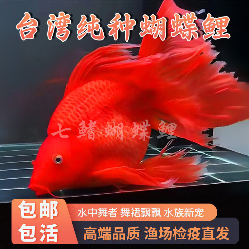 台湾蝴蝶贵妃纯种短身球体狮子头鲤鱼锦鲤耐寒淡水冷水观赏鱼苗