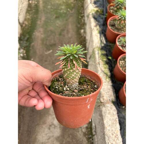 多肉植物大戟科铁甲麒麟大戟仙人球批发沙生植物基地仙人掌