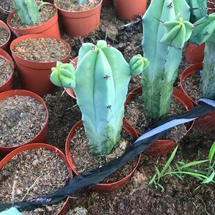 龙神木带直发仙人柱室内盆景基地手臂