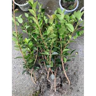 梅树茶球型植物品种财神丹玉昭和茶梅花苗四季绿植物花卉茶梅盆栽