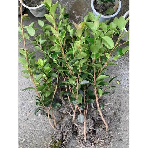 茶绿球型植物品种财神丹玉昭和茶梅花苗四季梅树植物花卉茶梅盆栽