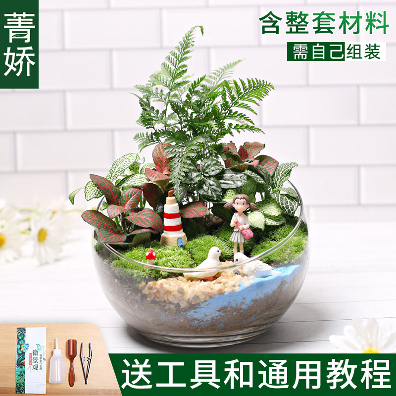 18切鲜活种植小盆栽diy儿童植物苔藓微景观材料包生态瓶创意套装