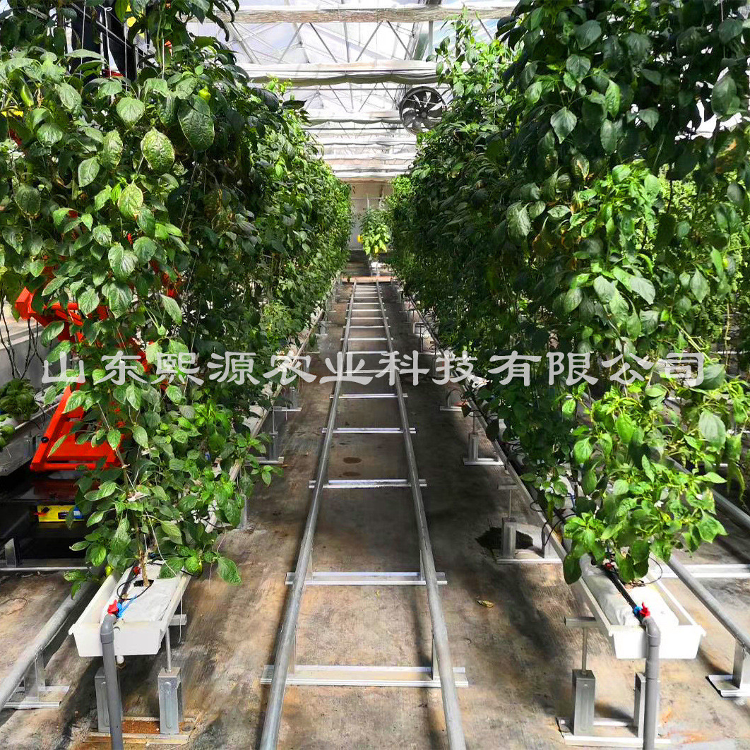 荷兰模式椰栽培栽培立体种植立体栽培槽槽式栽培营养土糠