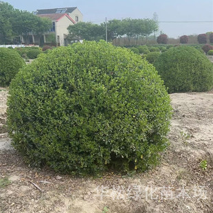 海桐球批发好养别墅绿化工程苗木四季常青气味芳香易活庭院海桐球