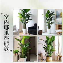 天堂鸟盆栽室内客厅大型绿植高级感落地好养活大叶植物花卉幸福树