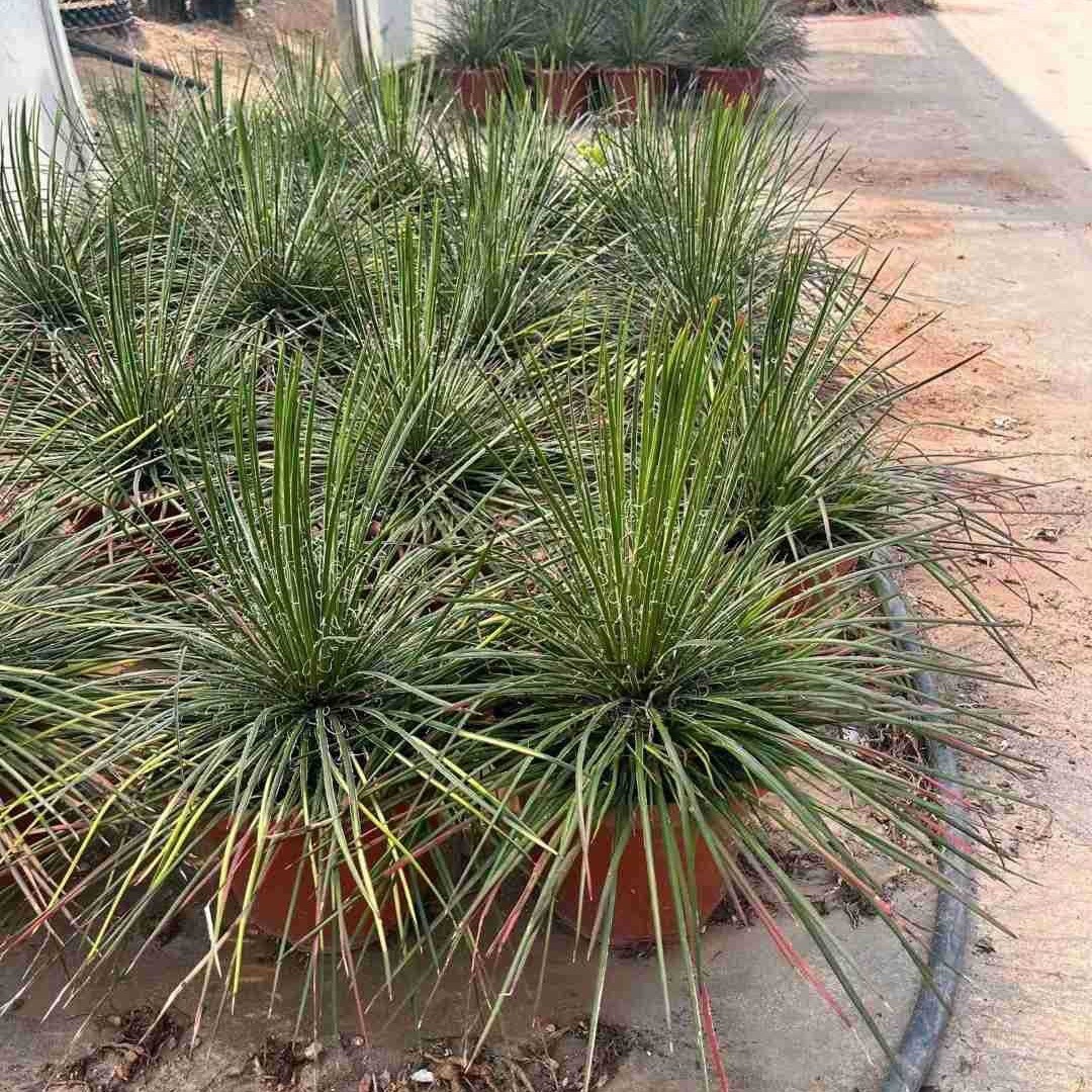 热带沙漠群生量柱尺仙人天沙生植物秘鲁仙人掌分叉批发多浆植物