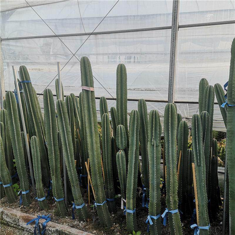 景观天尺仙人柱无刺天轮柱1-2米盆栽组合品种沙生植物量工程实例