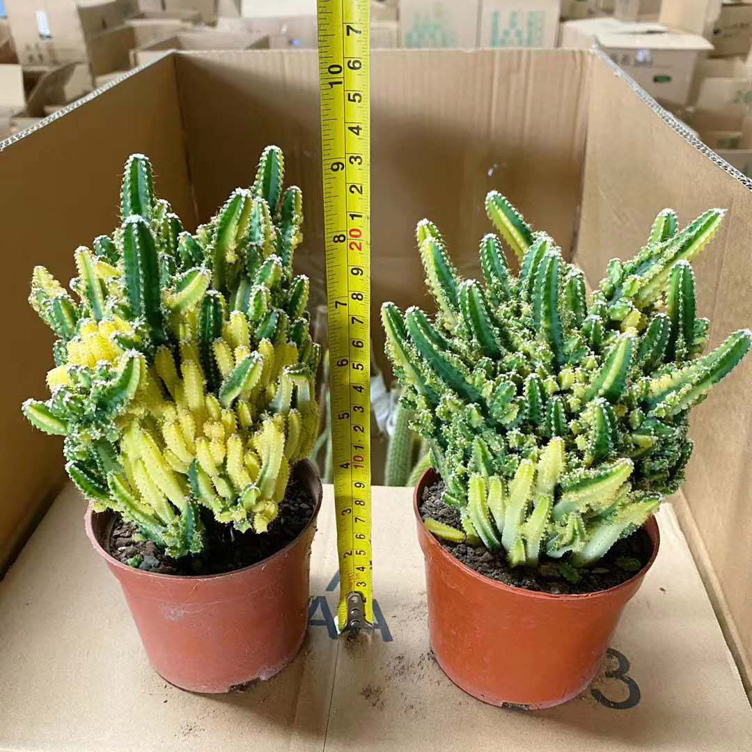 【家居直供】基地多肉植物花卉盆栽 绿植花卉盆栽 万重山自然锦