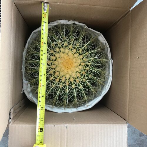 漳州仙人球仙人掌形盆栽多肉植物大虎30cm昆明金虎沙生植物景观美