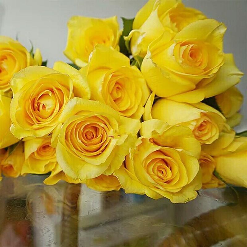 嫁接树桩月季浓香高杆树形树状大花双色藤本月季庭院庭院棒棒糖型