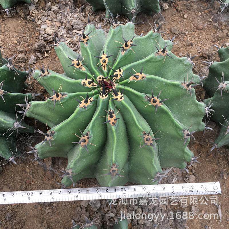 实生短刺巨刺玉仙人球短鹫富贵玉勾刺球开花仙人球品种