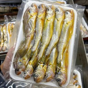 舟山宁波野生梅鱼冰鲜速冻小黄鱼真空包装黄花鱼9条/斤一件包邮