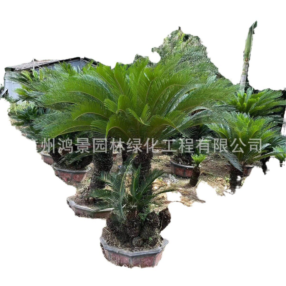 大型铁树盆栽墨西哥苗假植铁树庭院苏铁树基地批发耐寒常青绿植
