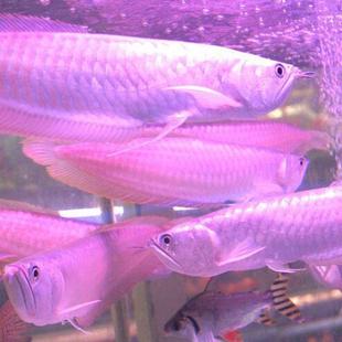 热带鱼观赏鱼银龙鱼银龙鱼龙鱼观赏龙鱼银龙鱼苗银龙