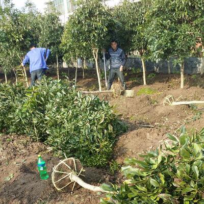 直销桂桂四季优质花，金桂杨梅树枇杷树等绿化批发配送