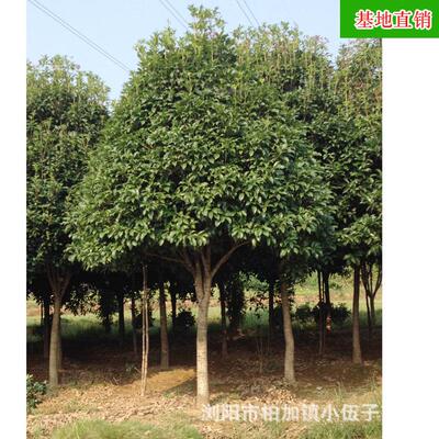 批发湖南桂花树绿化造型苗木精品10金桂八月公分桂花苗基地直销