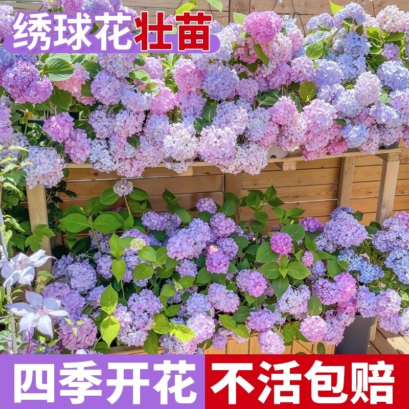 适合庭院种的花院子里春日花期超长花卉大绣球花盆栽耐寒耐冻厂家