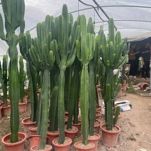 福建仙人球沙生植物热带植物造景龙舌兰土人大戟阁仙人掌节柱报价