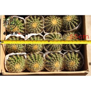 批发室内植物居家绿植盆栽净化空气小盆栽仙人球 12个金整箱琥