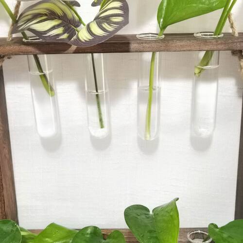 ins创意水培植物壁挂玻璃花瓶绿萝吊瓶小小清新墙面挂饰