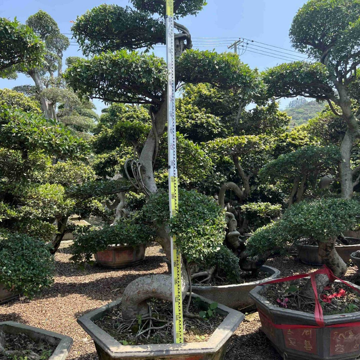 江苏榔榆古桩供应基地榆树桩头榆造型价格树桩榆树盆景批发