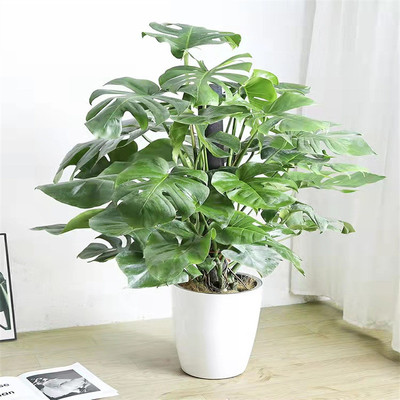 龟背竹大型盆栽绿植室内客厅办公室栽好发货大叶水培植物包邮
