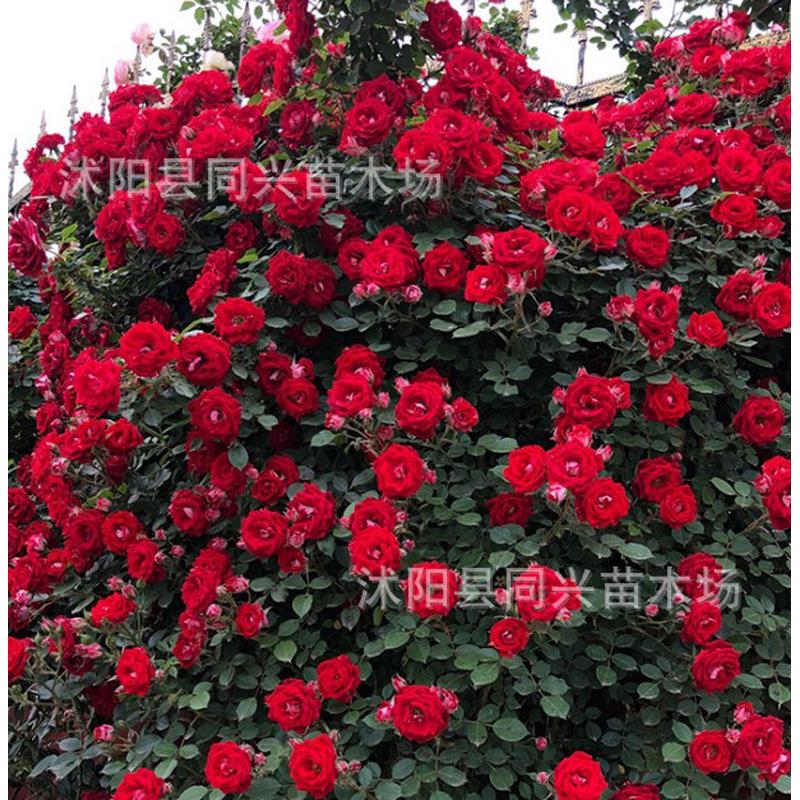 1.3-1.4爬藤植物藤本月季米庭院花卉盆栽