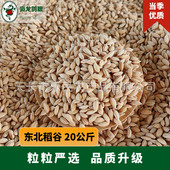 食龙鸽粮东北圆粒稻谷当季 新粮20公斤赛鸽信鸽鸽子枭喂鸡鸭禽