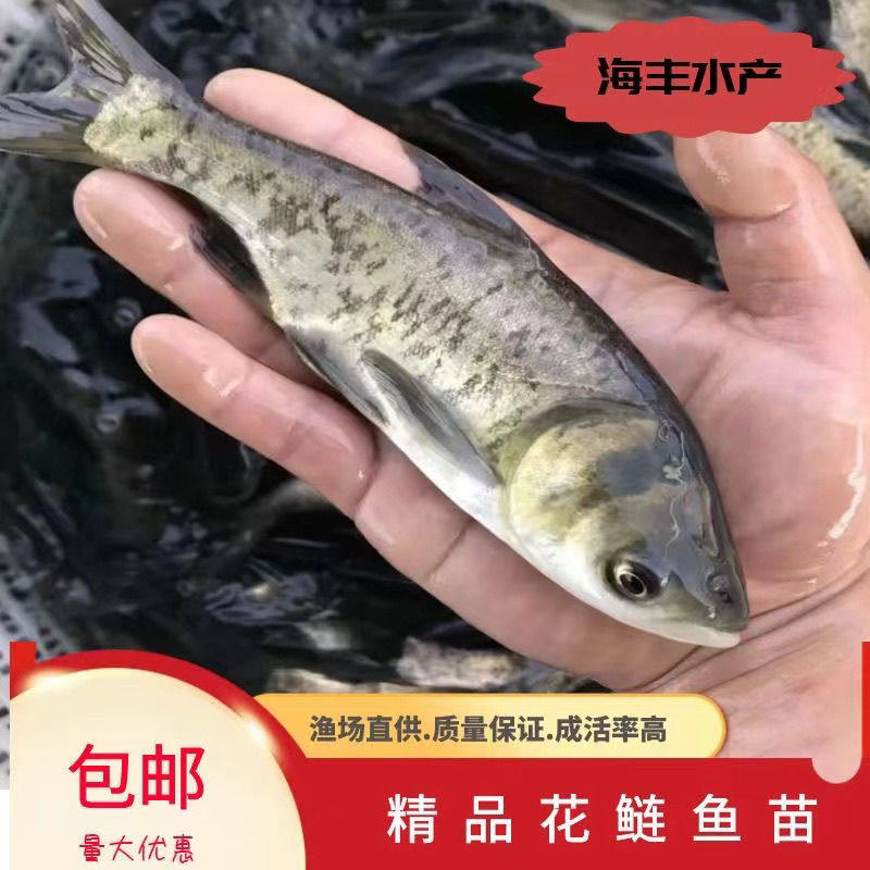 大头鱼苗鲜活胖头优质发货养殖鳙鱼胖头鱼渔场直供淡水包活