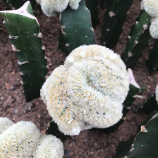 自根嘉文丸缀化仙人球多肉植物绿植小盆栽仙人掌沙生植物基地批发