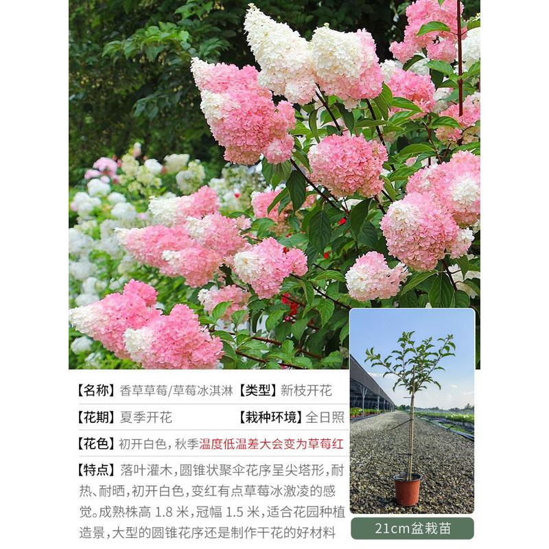 草莓植物盆栽灌木耐寒花园耐晒庭院苗花卉室外海蒂香草的圆锥绣球