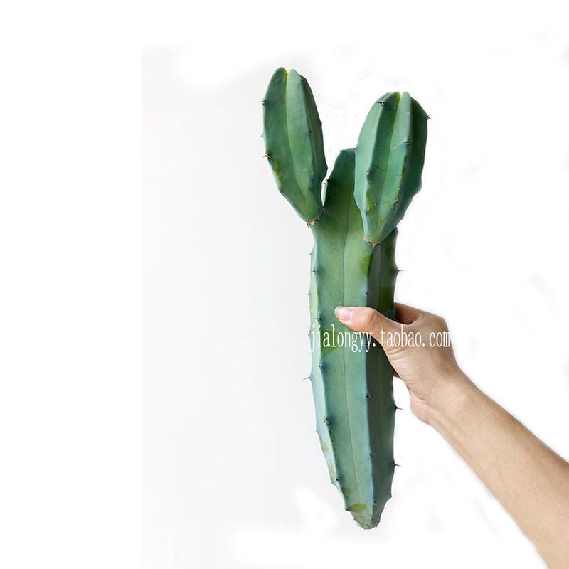 沙漠木仙人柱又称蓝爱神木多分枝柱状仙人掌景观布置龙神植物