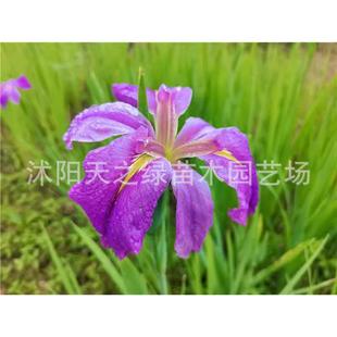 花黄水生花卉美人蕉旱伞草水竹再力水培菖蒲千屈菜苗池塘湿地植物