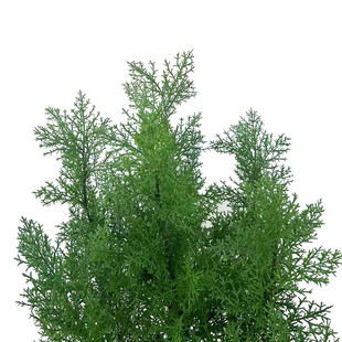 罗汉松圆柏树绿植圣诞叶盆栽柏树仿真植物盆栽盆栽室内装饰造景