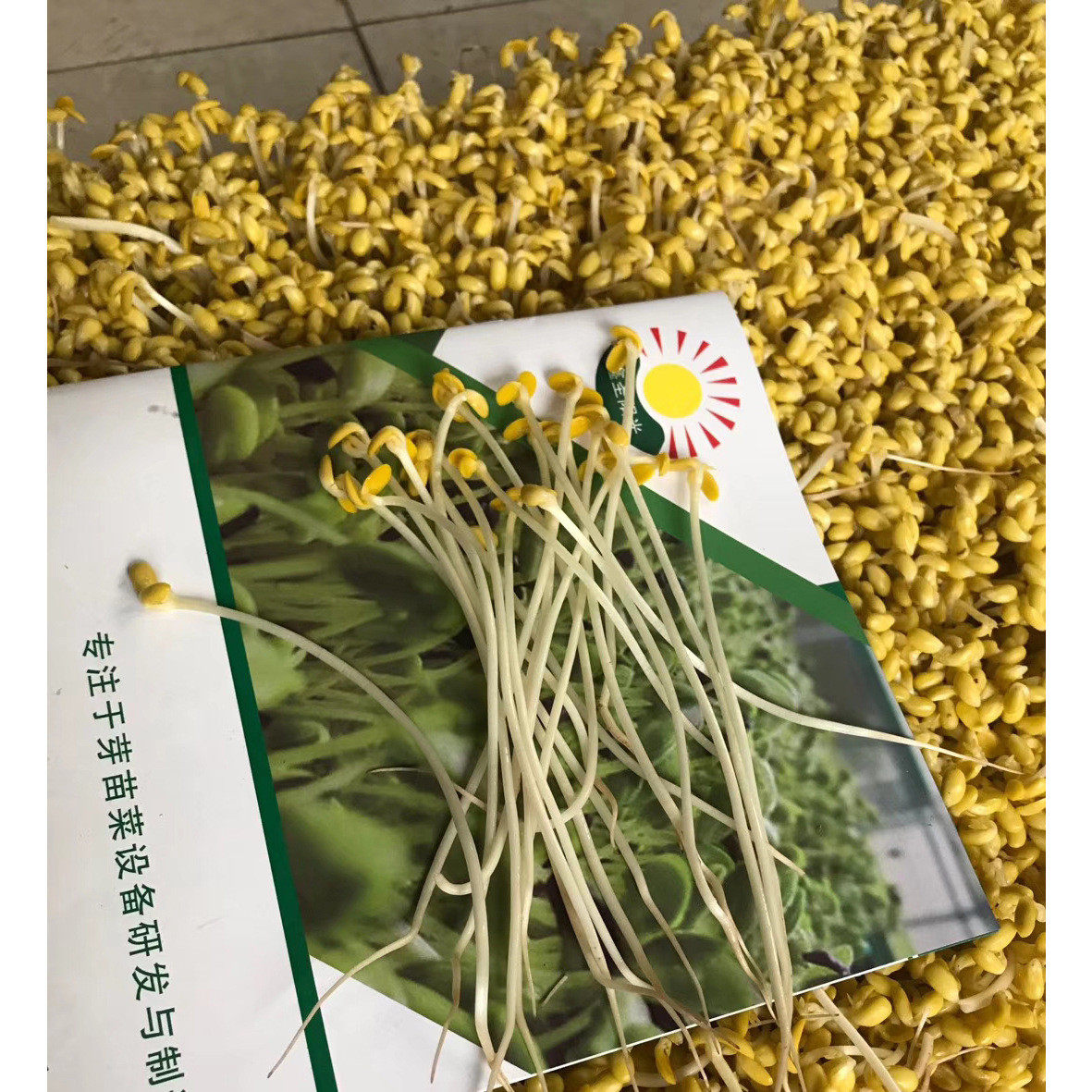 鑫圣阳光全自动豆芽机厂家豆芽机黄豆芽绿豆芽箱式豆芽机商用