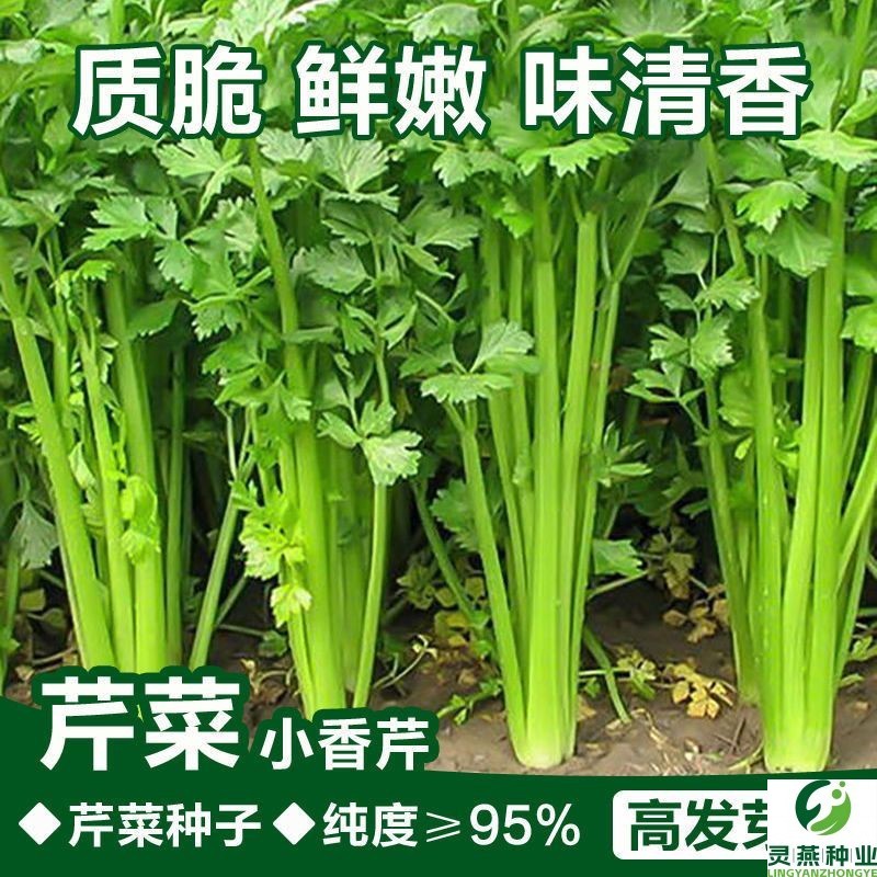 四季小香芹种子大全芹菜苗种籽秧