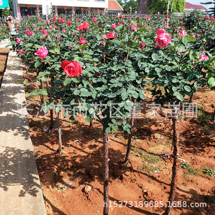 出售树状月季花高杆月季蔷薇月季花湖南3-4公分月季批发价