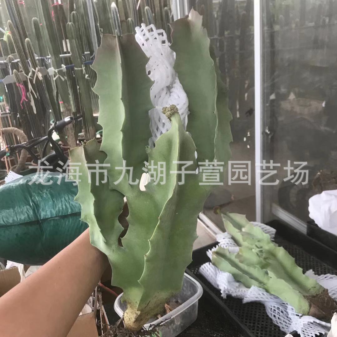唐人棒孤独女王萝藦多肉植物仙人掌科景观造景盆栽景观沙生植物