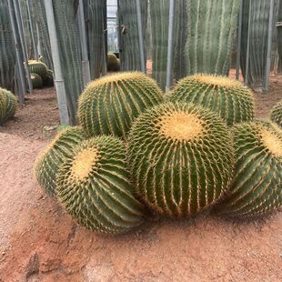 造景仙人球金天农户批发仙人掌大凤龙量虎尺沙生植物仙人柱造景