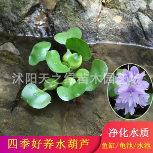 水培水生花卉美人蕉旱伞草水竹力再花黄菖蒲千屈菜苗池塘湿地植物