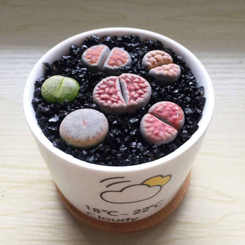 新品生石花组合套餐屁股含头pp多肉植物盆栽含盆花石土铺面好养活