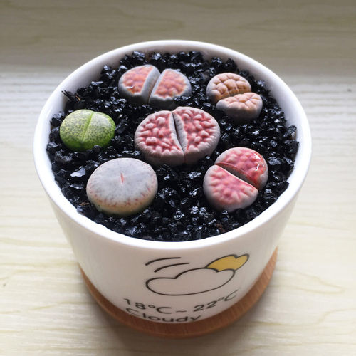 新品生石花组合套餐屁股花石头pp多肉植物盆栽含盆含铺面土好养活