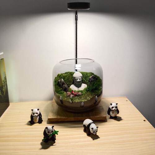 花开见佛苔藓植物微景观生态瓶雨林缸盆景禅意盆栽桌面好养成品发