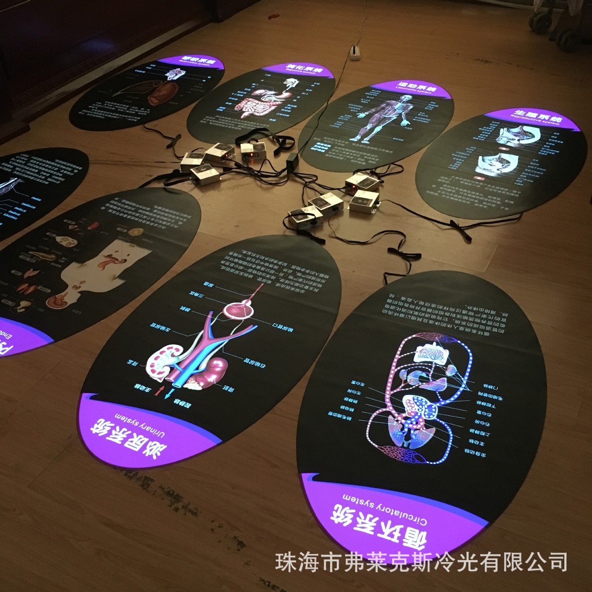 现货供应科技馆展馆学较展示牌，人体8大系统流程图，EL冷光片