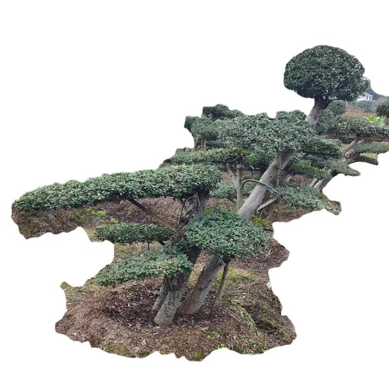 批发造型榆树1米3至1米5高度精品造型常绿绿化苗木庭院园林工程