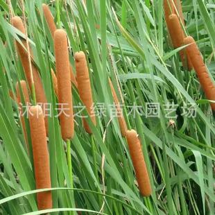 水培水生花卉屈旱伞草水竹再力花黄菖蒲千美人蕉菜苗池塘湿地植物