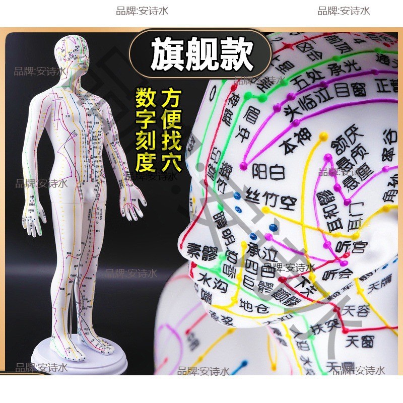 热销全身针灸小皮人体模型人体穴位模型人经络人图铜中医十二穴位