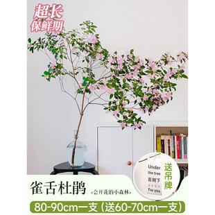 好养杜鹃水培植物室内雀舌高大马醉木吊钟树枝条水养鲜切绿植批发