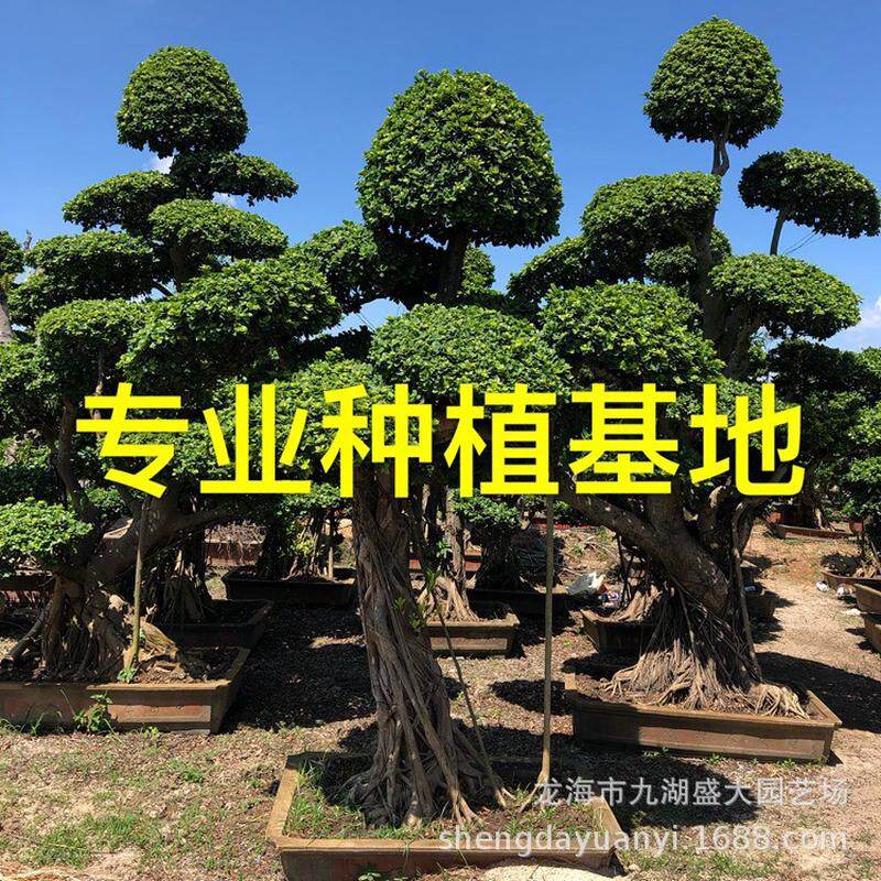 四川造型小叶榕桩景批发小叶榕树桩重庆福建小叶榕桩头价格